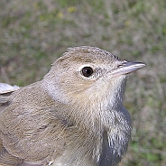 Trädgårdssångare, Sundre 20050514